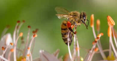 Biene Frühling Pollenflug
