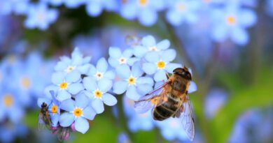 Bienenfreundliche Beete blühen in Lippe