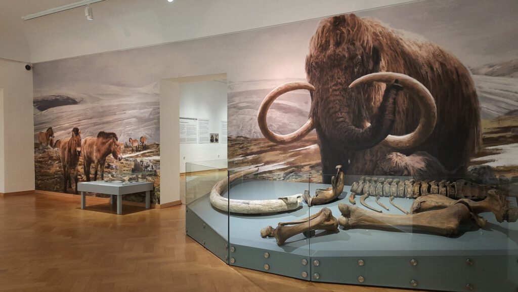 Mammut im Landemuseum