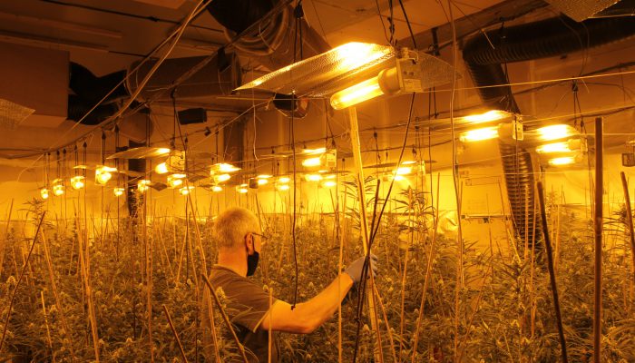In der mit professioneller Technik ausgestatteten Plantage gediehen mannshohe Cannabispflanzen.
