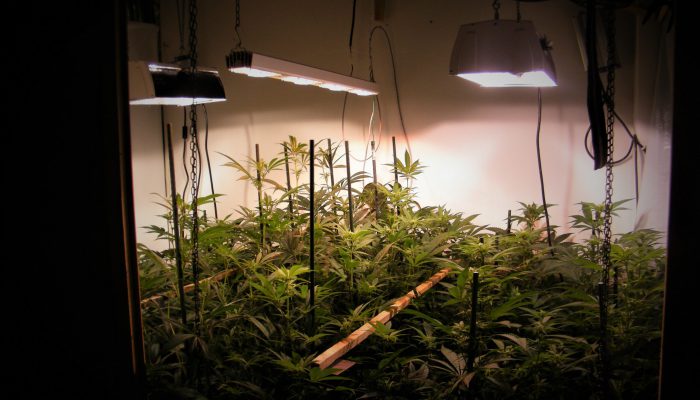 Die Cannabis-Pflanzen wuchsen in dem Bad Lippspringer Haus in technisch professionell ausgestatteten Plantagen