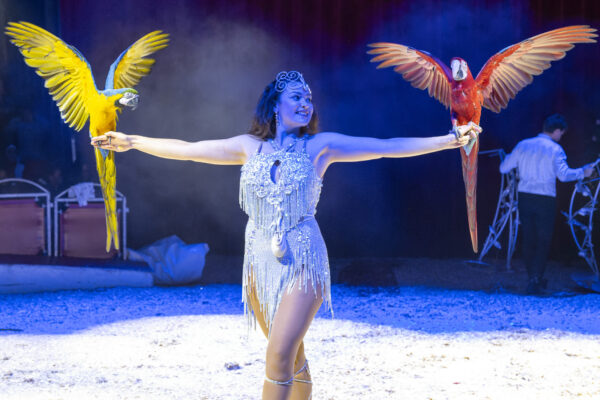 Miss Jennifer zeigt eine beeindruckende seltene Papageien-Flugshow.