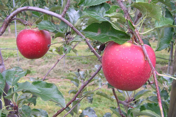 Veredelt: Der Lippische Paradiesapfel.