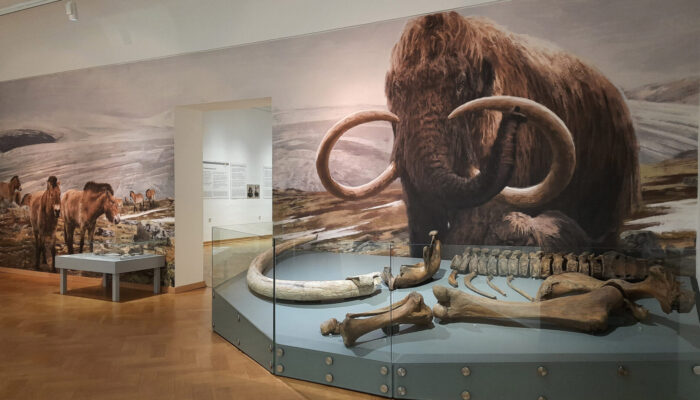 Erlebnisführung im Lippischen Landesmuseum Archaeologische-Funde-sind-die-wichtigsten-Zeugen-der-Urgeschichte