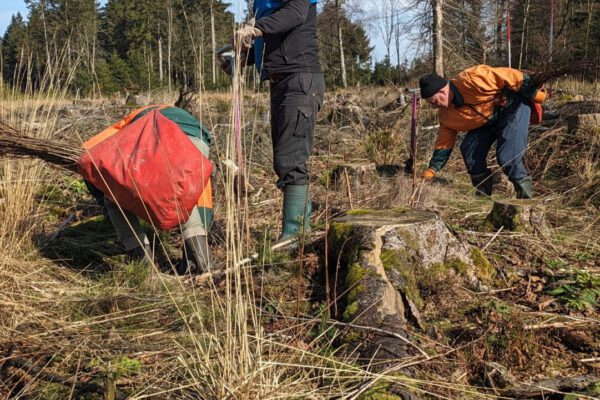 Aufforstungen in den Wäldern des Landesverbandes Lippe.