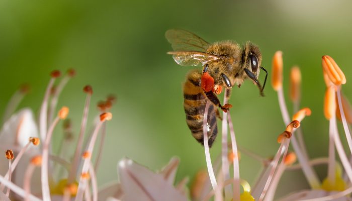 Biene Frühling Pollenflug