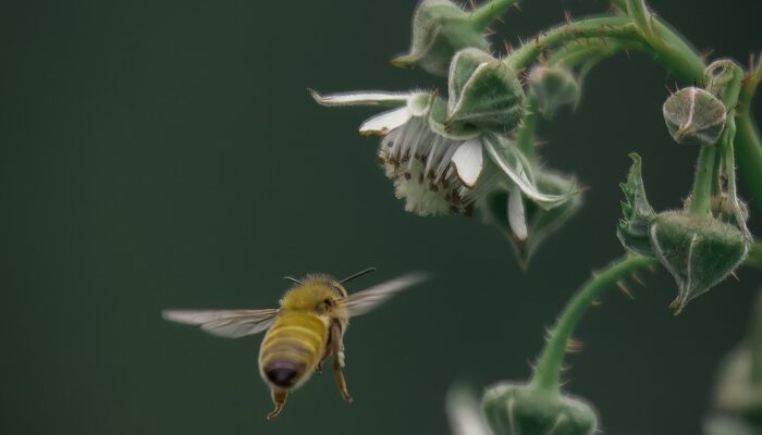 Honigbiene im Anflug auf Blume