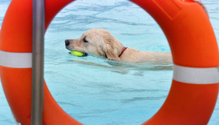 Hundeschwimmtag zum Ende der Freibadsaison