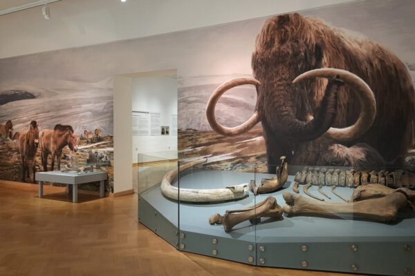 Mammut im Landemuseum