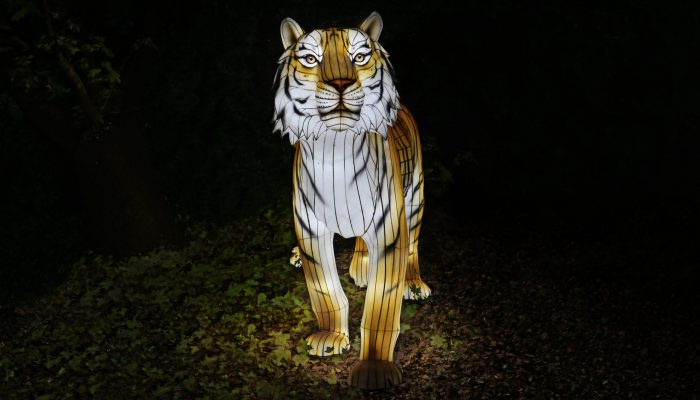 WWF_RGB_Tiger-Earth-Hour-2022-8094-c-WWF