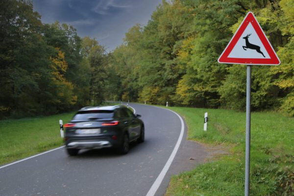 Wildwchsel im Herbst