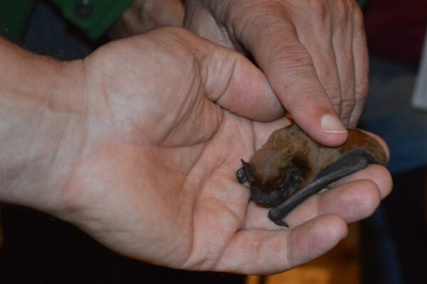 gestreichelte Fledermaus