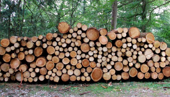 Landesverband beklagt Fälle von Holzdiebstahl
